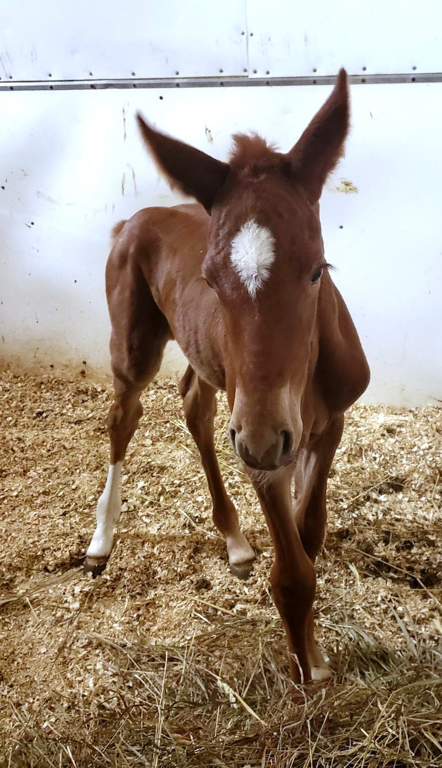 JethroWendycolt