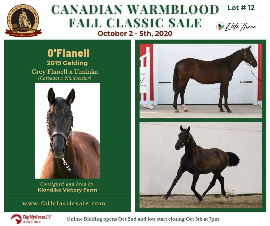 Lot 12 OFlanell